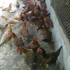 Gà lai chọi tía mái
